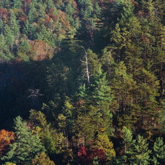 Red River Gorge in Fall